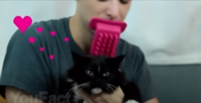 Close-up of Tongue Brush gadget with cat.